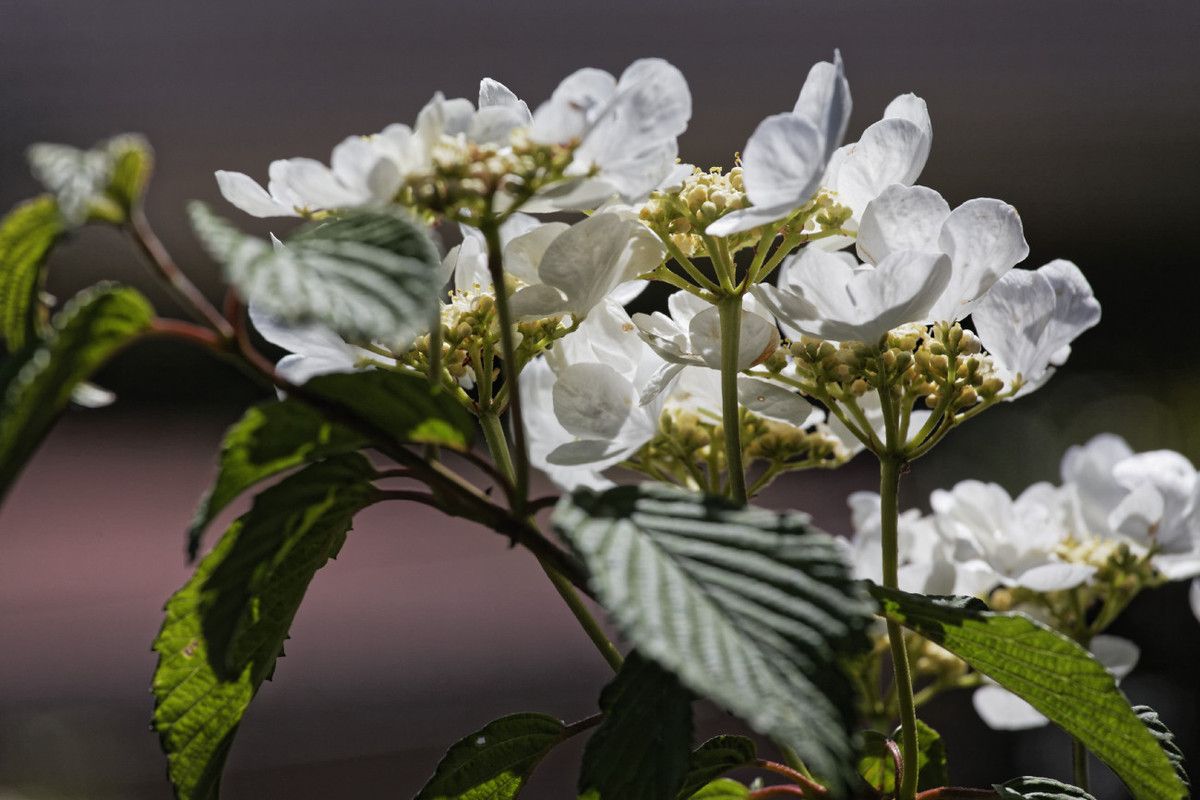 Le printemps au Jardin - 3