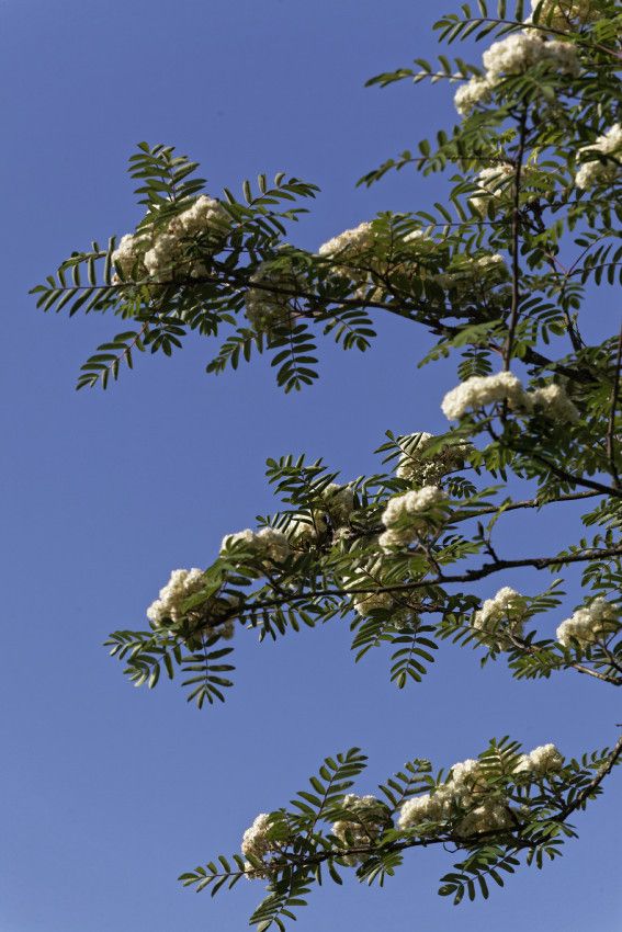 Le printemps au Jardin - 3