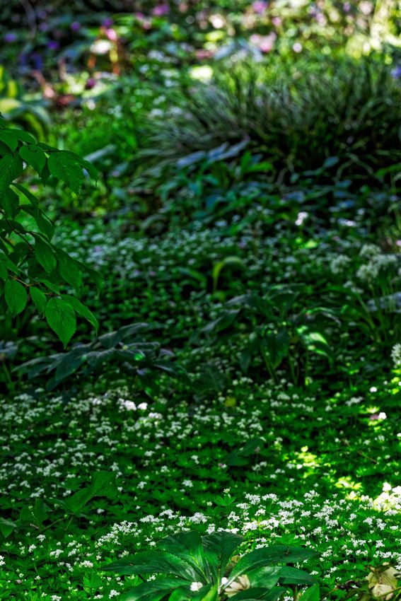 Le Jardin de Liliane - Fin avril 2018 - 3