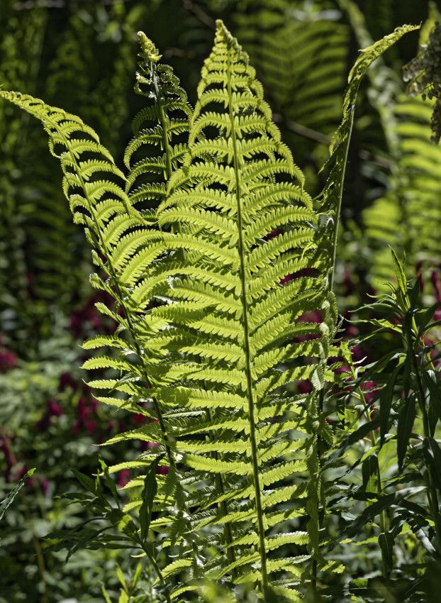 Le Jardin de Liliane - Fin avril 2018 - 3