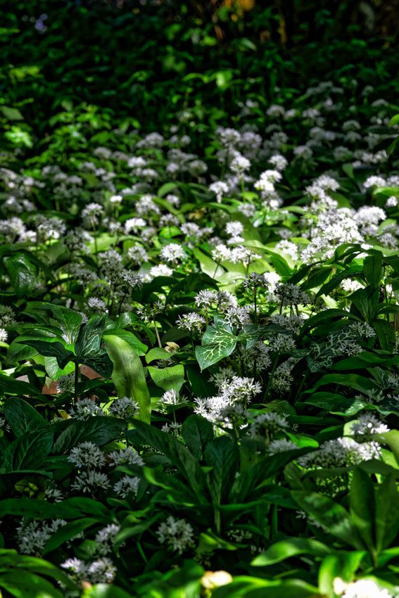 Le Jardin de Liliane - Fin avril 2018 - 3