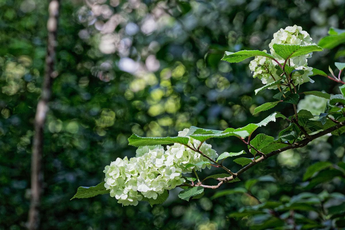Le Jardin de Liliane - Fin avril 2018 - 3