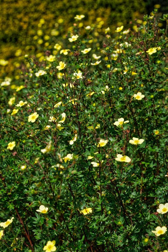 Le Printemps au Jardin - 4