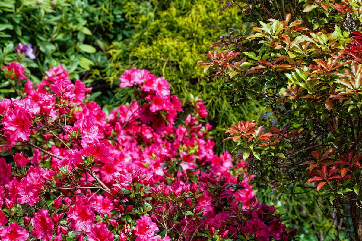 Le Printemps au Jardin - 4