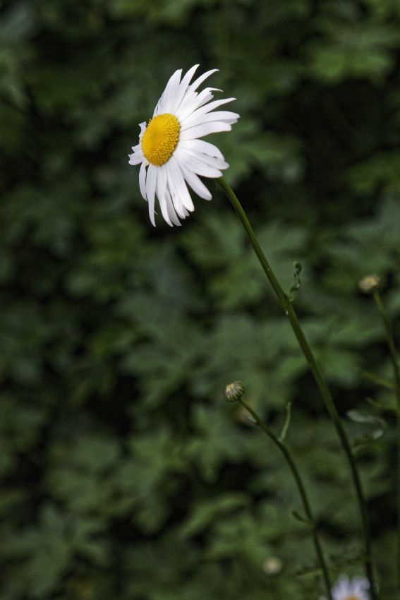 Le Printemps au Jardin - 5