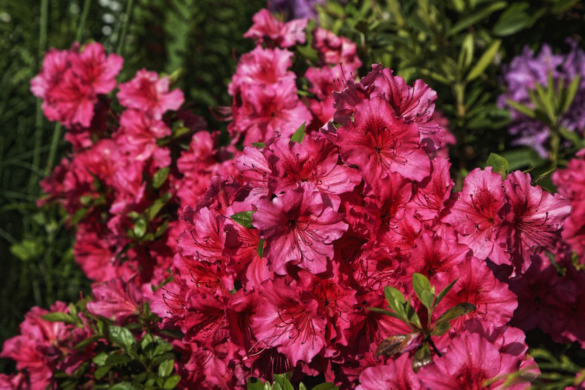 Le Printemps au Jardin - 5