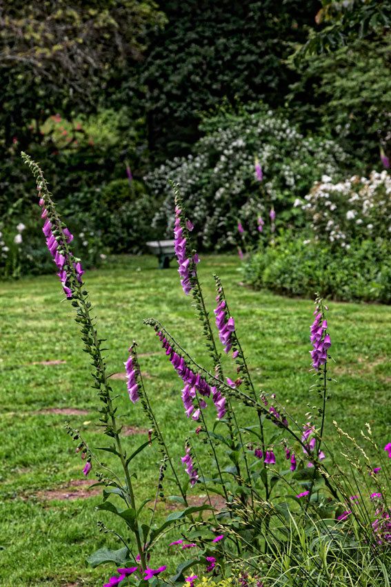 Le Jardin de Liliane Juin 2018 - 2