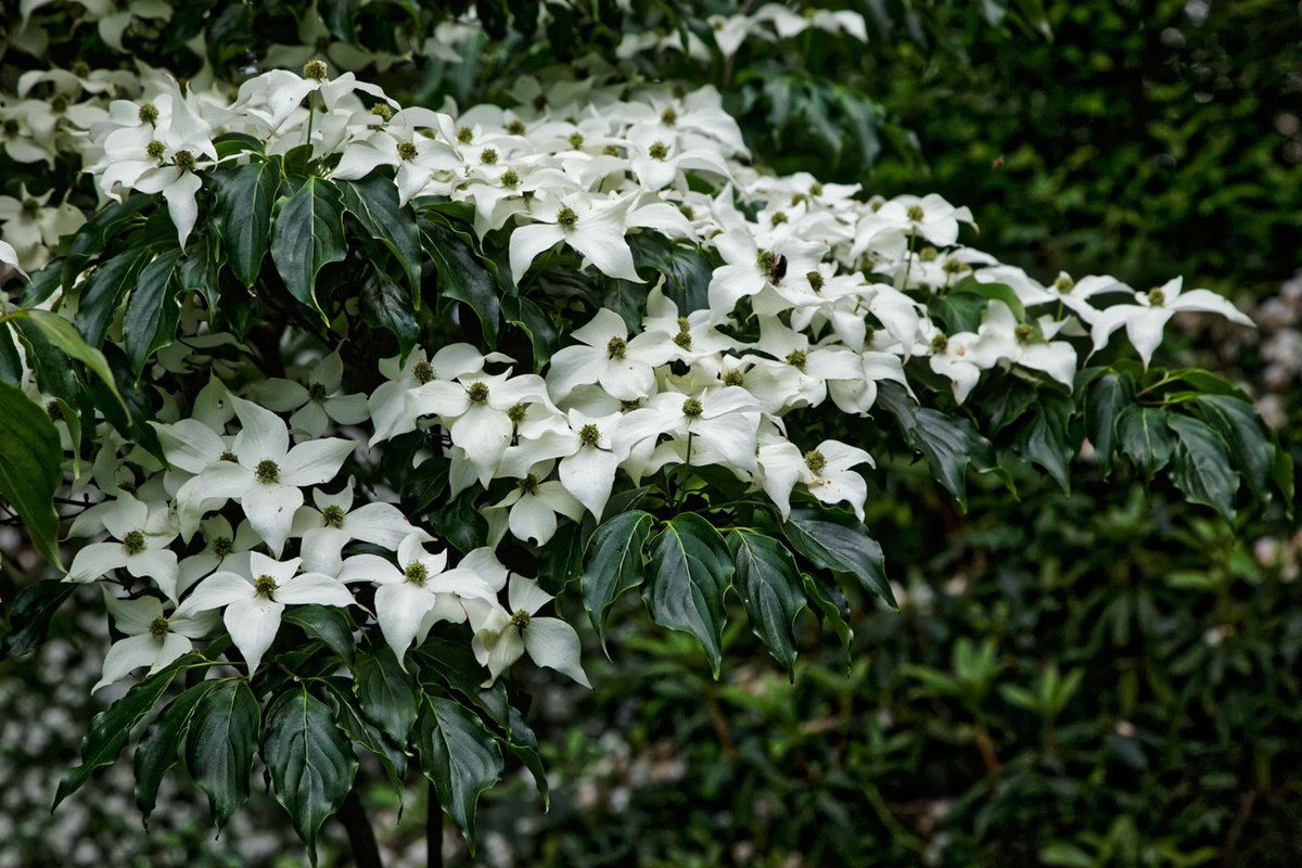Le Jardin de Liliane Juin 2018 - 2