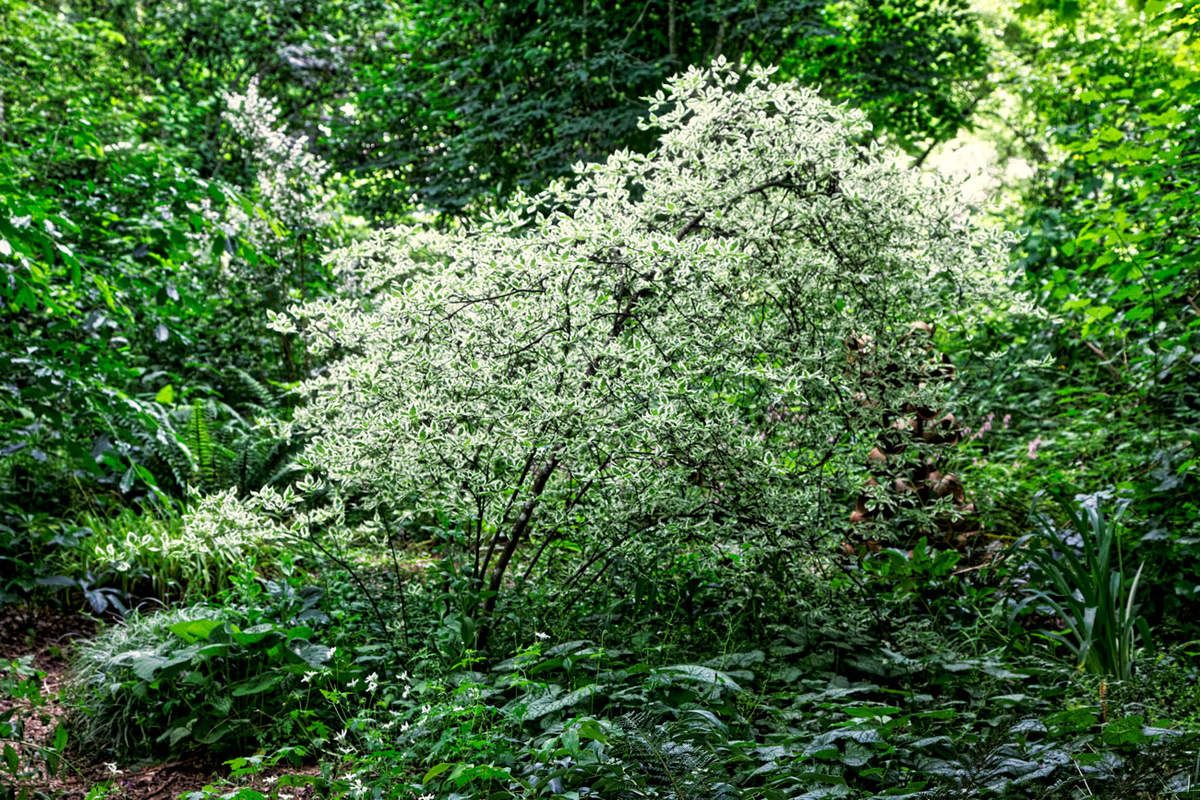 Le Jardin de Liliane Juin 2018 - 2