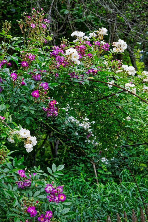 Le Jardin de Liliane Juin 2018 - 2