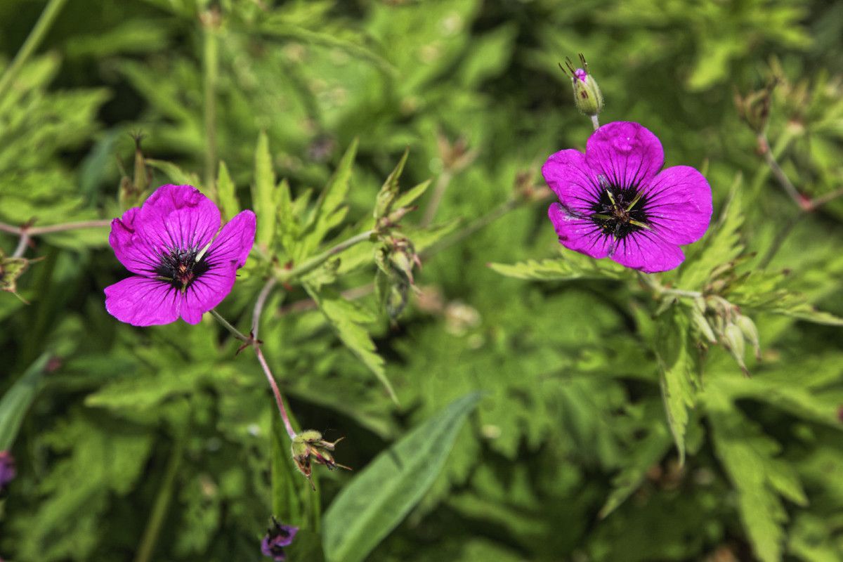 Le jardin au printemps