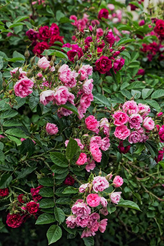 Le jardin au printemps