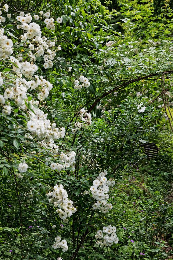 Le Jardin de Liliane Juin 2018 - 3