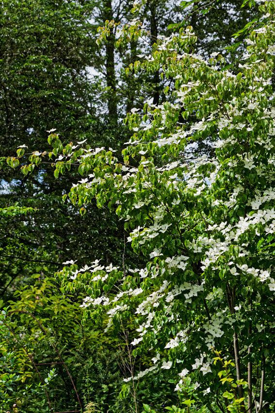 Le Jardin de Liliane Juin 2018 - 3
