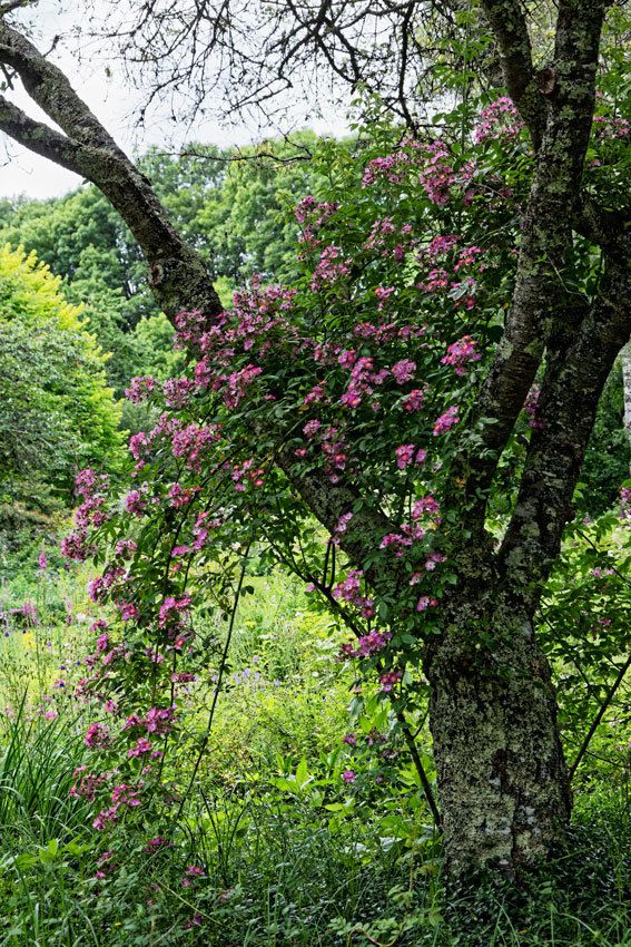 Le Jardin de Liliane Juin 2018 - 3