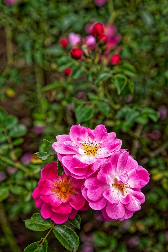 LE JARDIN EN MAI ET JUIN