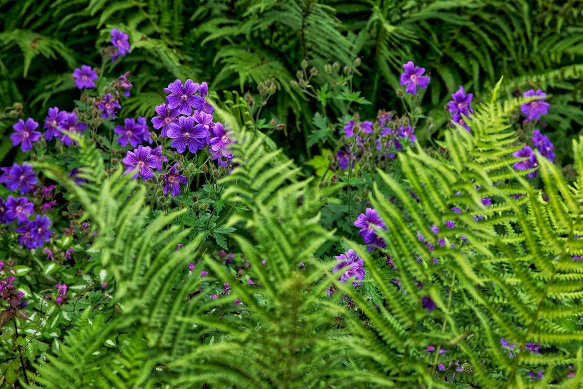 LE JARDIN EN MAI ET JUIN
