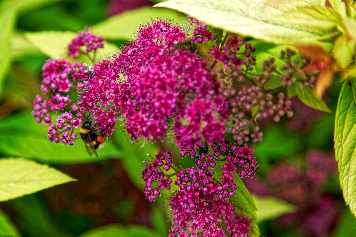 LE JARDIN EN MAI ET JUIN