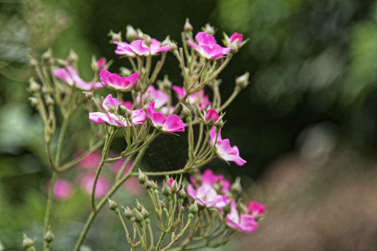 LE JARDIN EN MAI ET JUIN