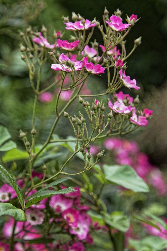 LE JARDIN EN MAI ET JUIN