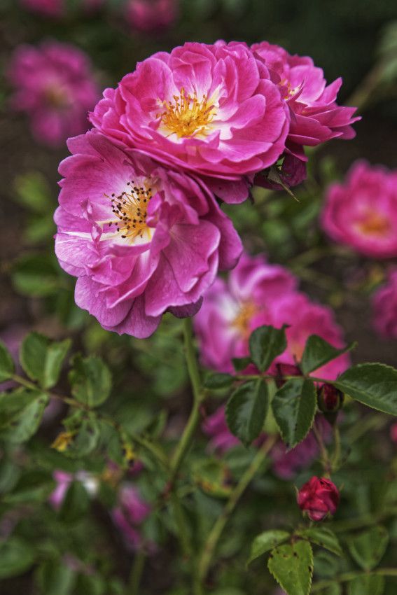 LE JARDIN EN MAI ET JUIN
