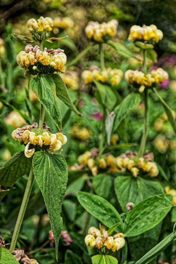 Le Jardin de Liliane Juin 2018 - 4