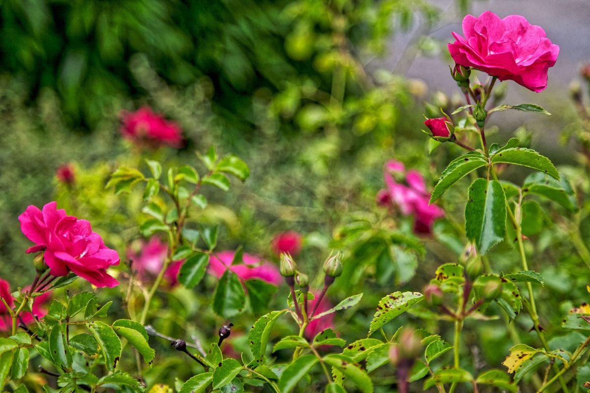 LE JARDIN EN MAI ET JUIN