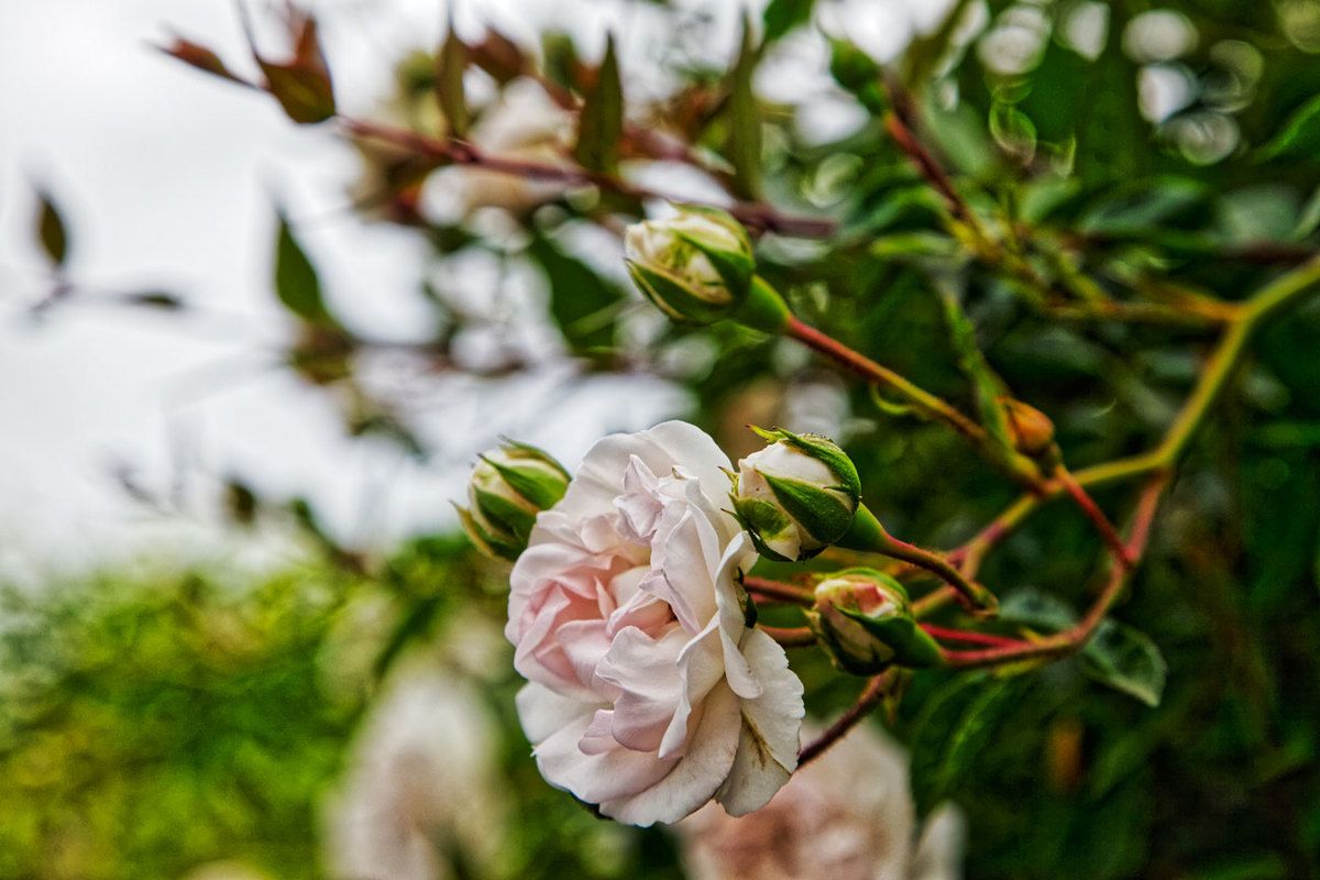 LE JARDIN EN MAI ET JUIN
