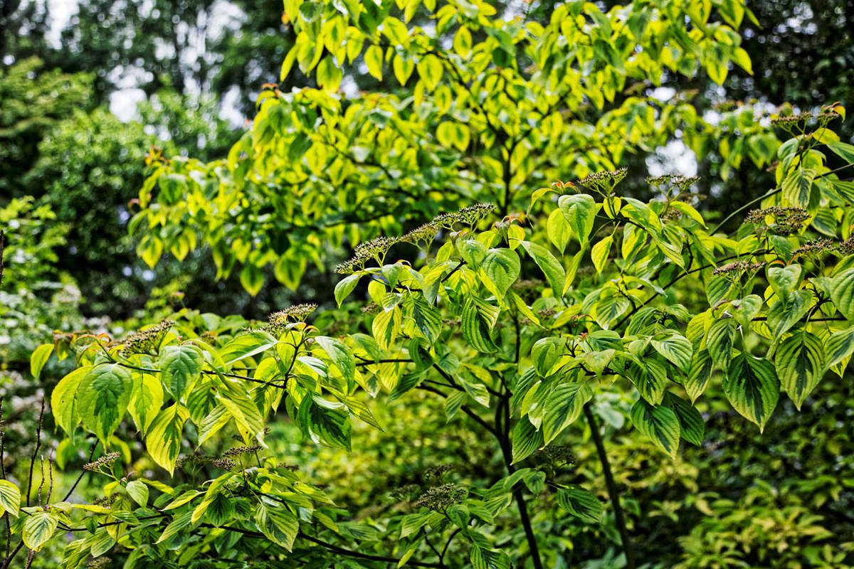 Le Jardin de Liliane Juin 2018 - 4