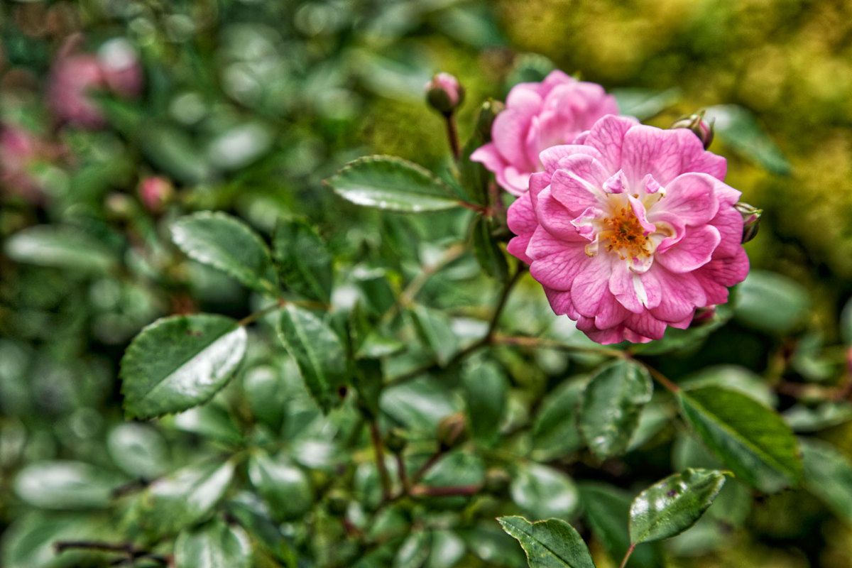 LE JARDIN EN MAI ET JUIN