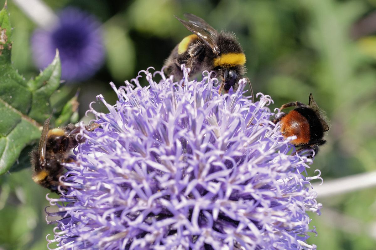 Visions rapprochées, naturelles ou pas