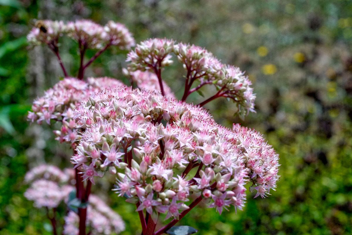Jardin en fin d'été