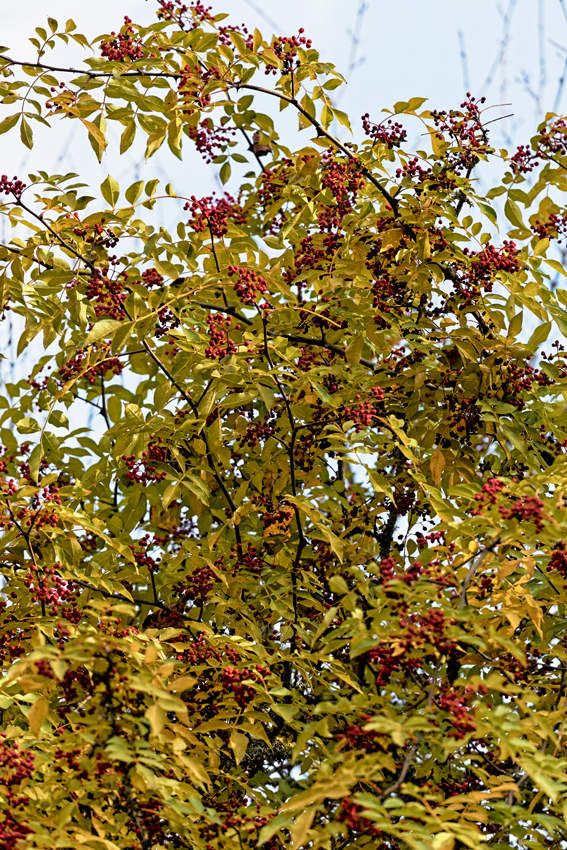 Le jardin de Liliane - Automne 2018 -1 