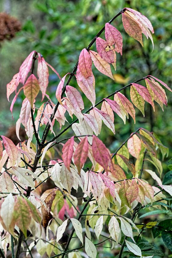 Le jardin de Liliane - Automne 2018 -1 