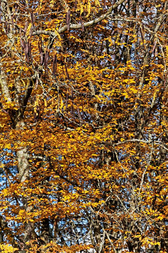 Le jardin de Liliane - Automne 2018 -1 