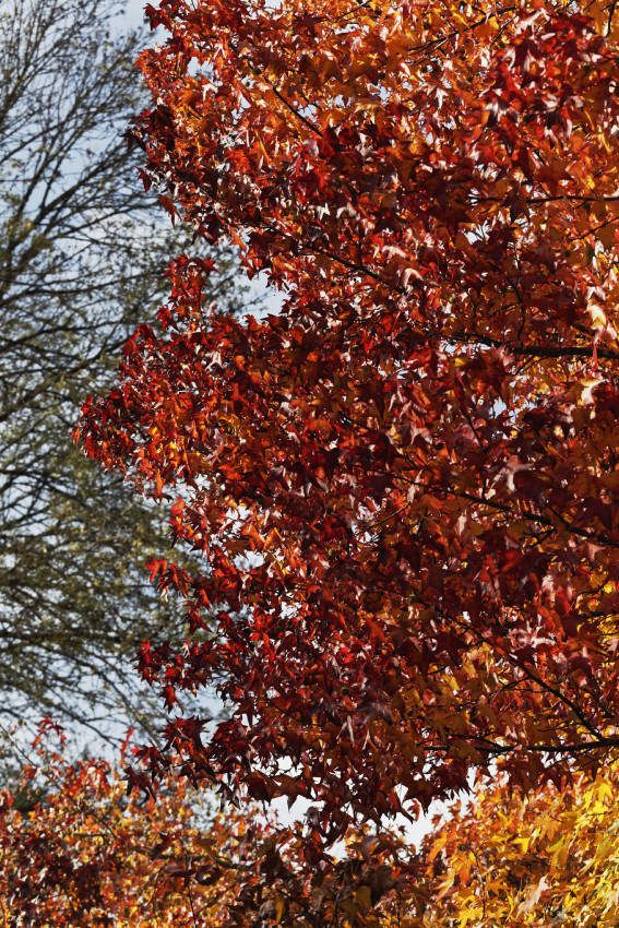Le jardin de Liliane - Automne 2018 -1 
