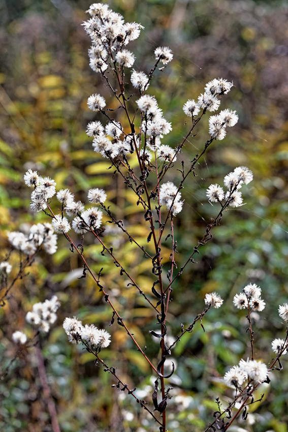 Le jardin de Liliane - Automne 2018 -1 