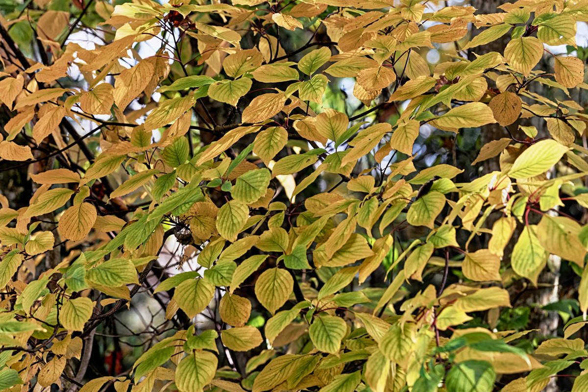 Le Jardin de Liliane - automne  2