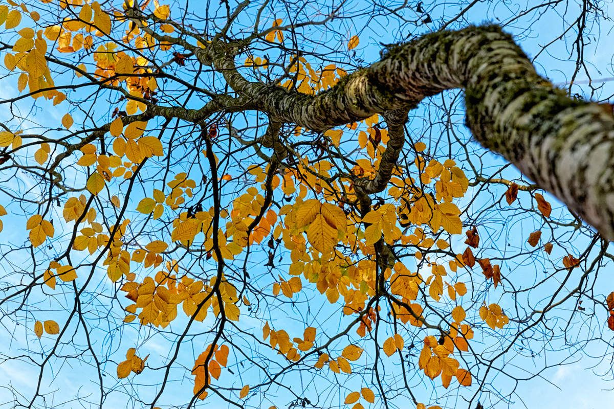 Le Jardin de Liliane - automne  2