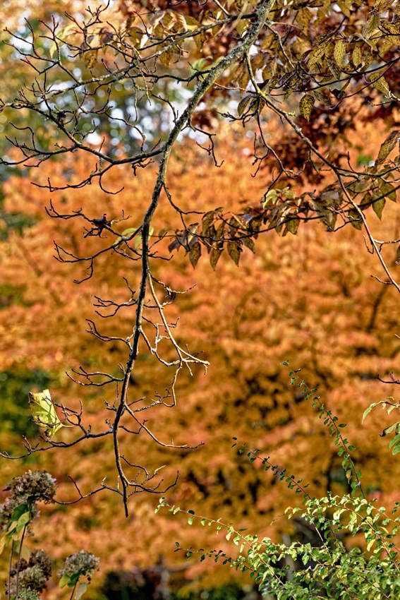 Le Jardin de Liliane - automne  2
