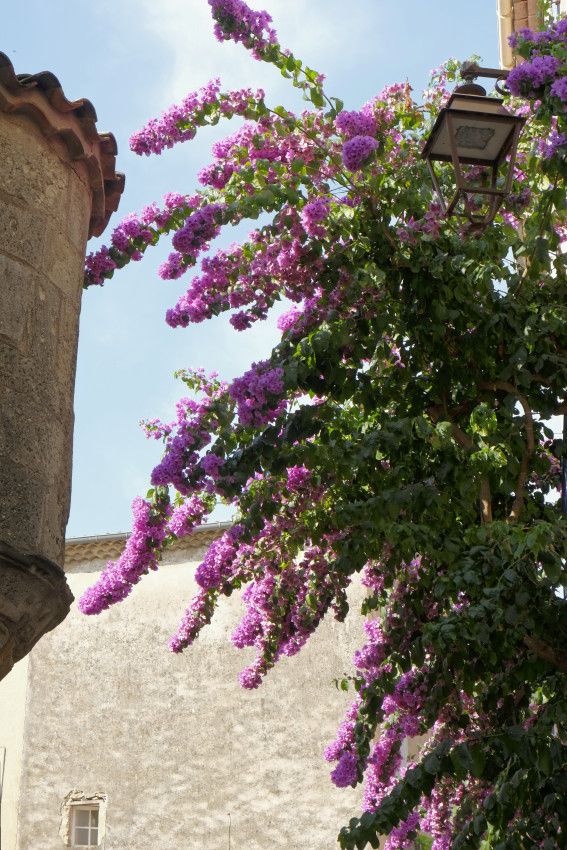 Pézenas - Hérault - 1
