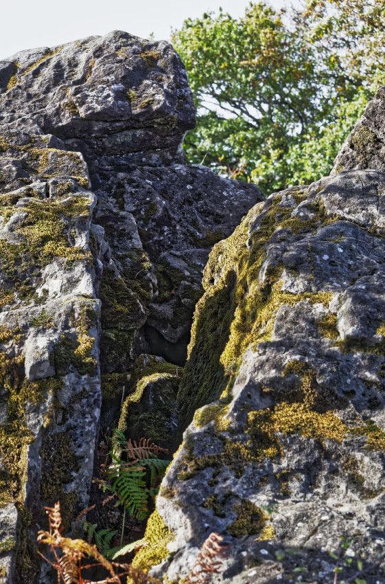 Landes serpentinicoles de la Flotte et du Cluzeau