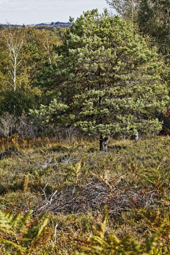 Landes serpentinicoles de la Flotte et du Cluzeau