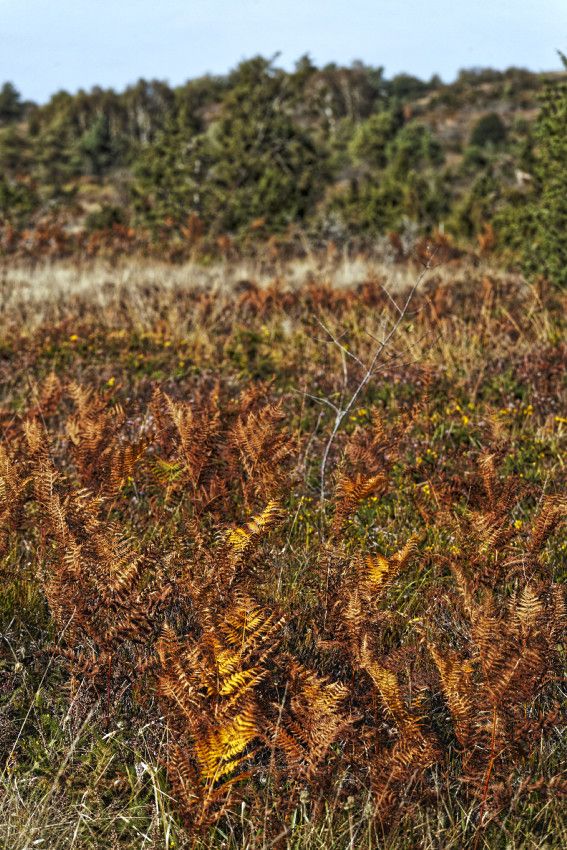 Landes serpentinicoles de la Flotte et du Cluzeau