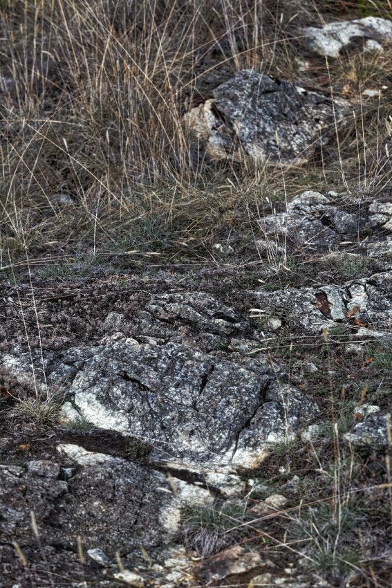 Landes serpentinicoles de la Flotte et du Cluzeau