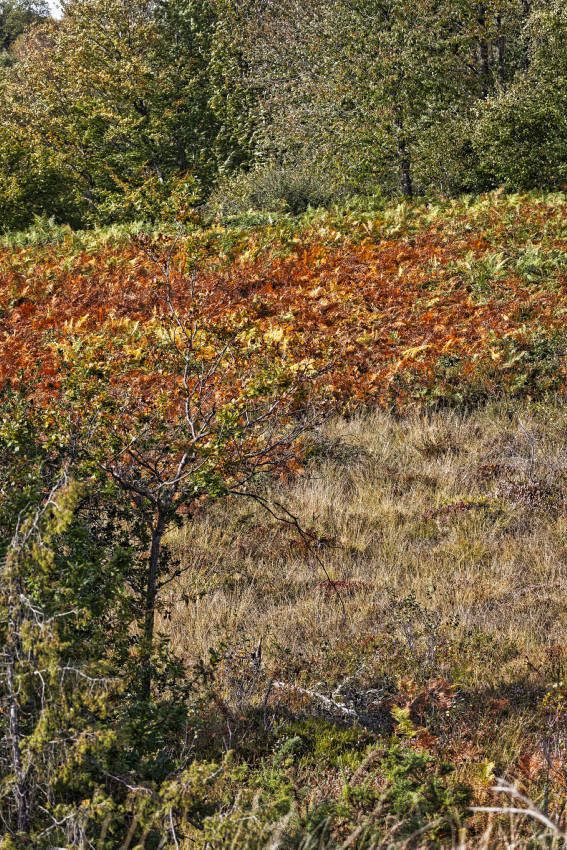 Landes serpentinicoles de la Flotte et du Cluzeau
