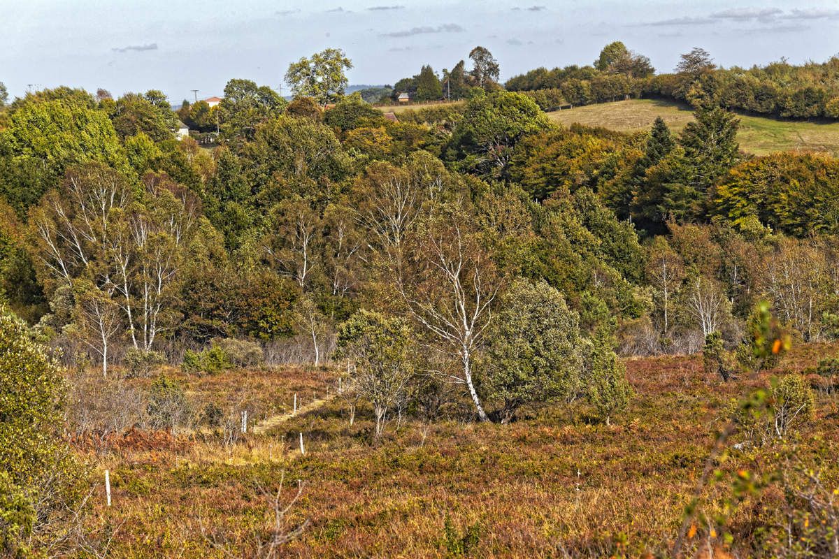 Landes serpentinicoles de la Flotte et du Cluzeau