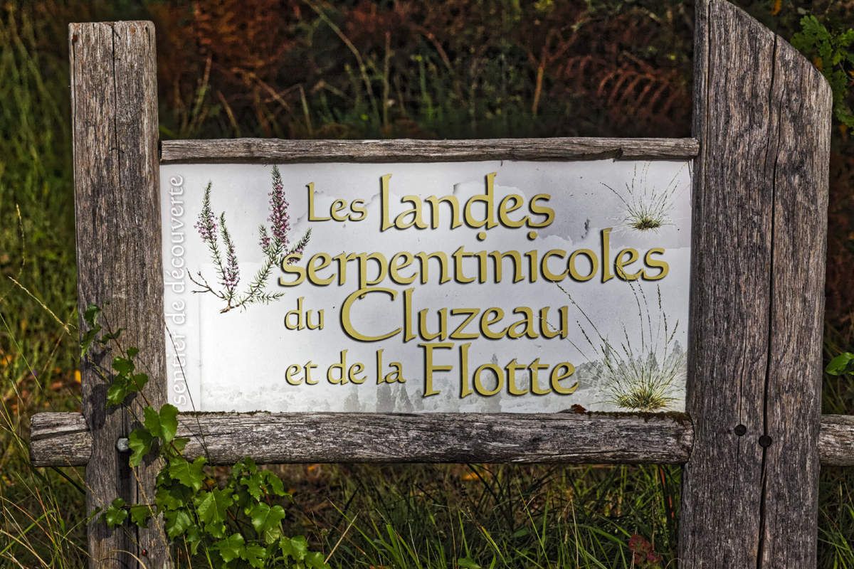 Landes serpentinicoles de la Flotte et du Cluzeau