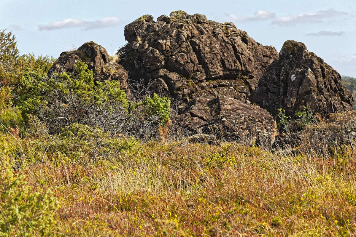 Landes serpentinicoles de la Flotte et du Cluzeau