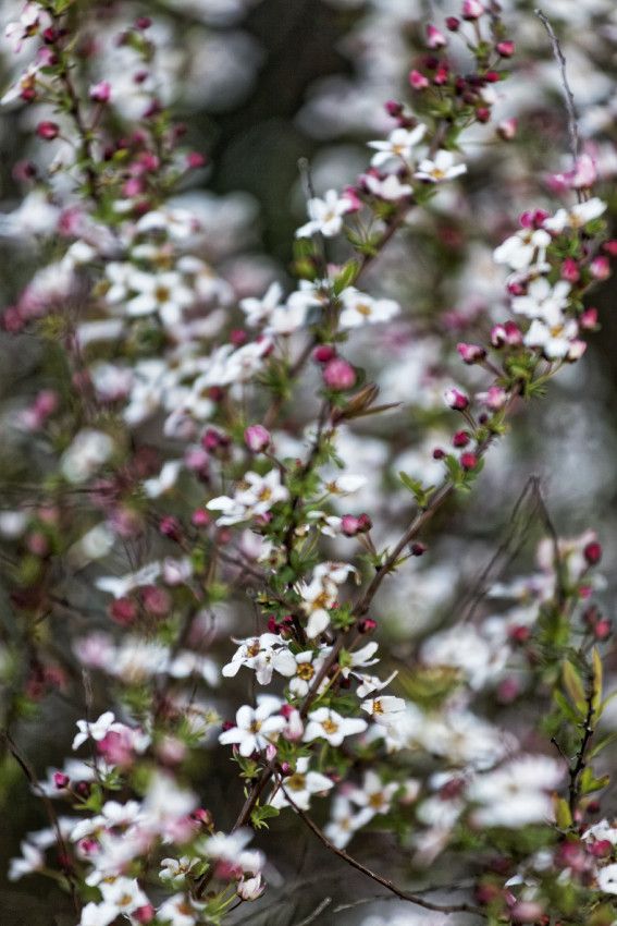Au début du printemps